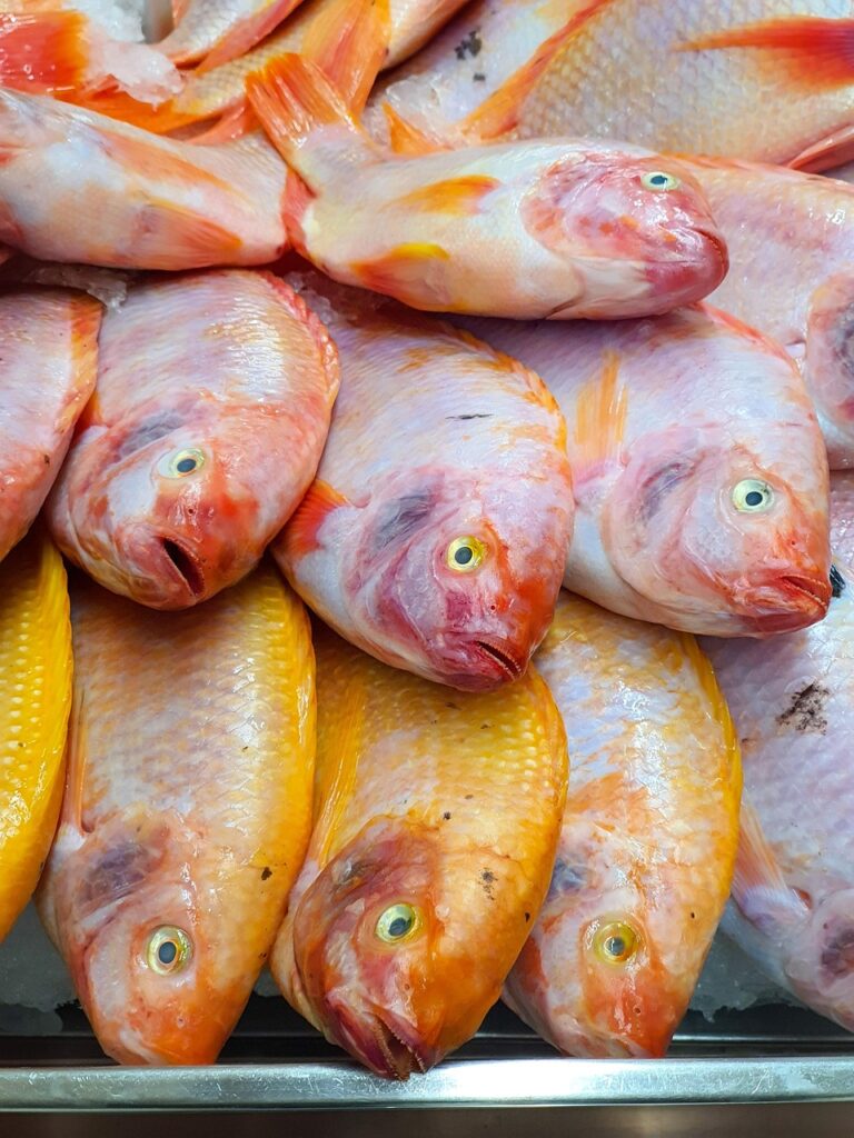 seafood, fish, tilapia, market, raw, tilapia, tilapia, tilapia, tilapia, tilapia