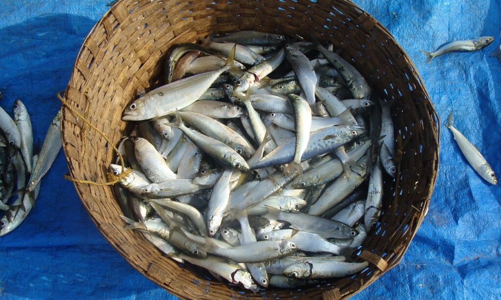 fish, indian oil sardine, sardinella longiceps, ray-finned fish, sardinella, sea, catch, marine, organism, seafood, fresh, animal, beach, sea-fish, caught, nature, goa, india, blue fish, blue fishing