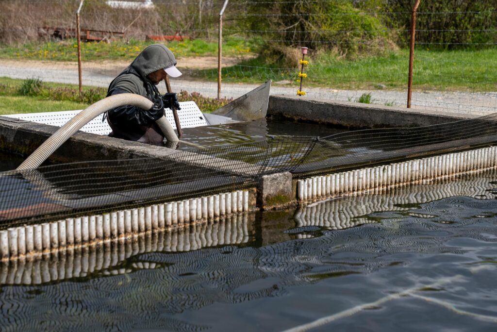 A person is managing a trout farm pond with a hose, ensuring healthy fish production.